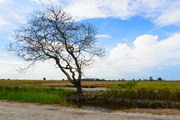 Yolun yanında ölmek üzere olan bir ağaç