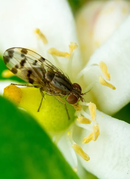 Una imagen macro de la mosca — Foto de Stock