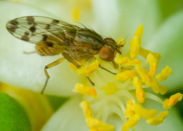 En makro bild i flugan — Stockfoto