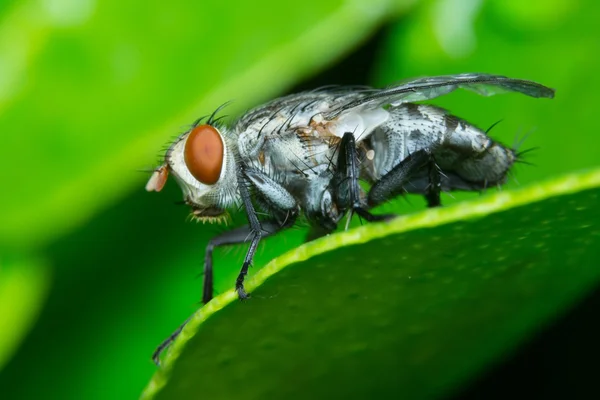 En makro bild i flugan — Stockfoto