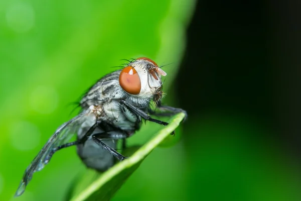 Una imagen macro de la mosca — Foto de Stock