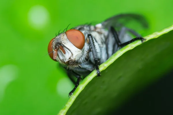 En makro bild i flugan — Stockfoto