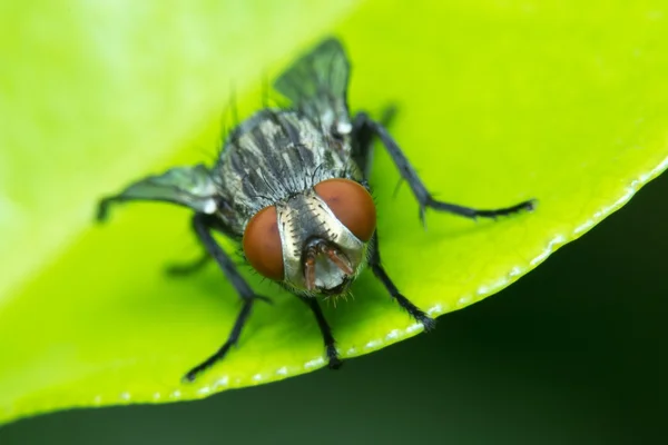 Egy makró fly kép — Stock Fotó