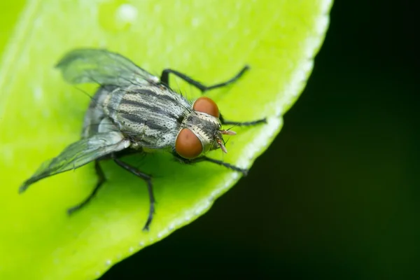 sineğin bir görüntüyü