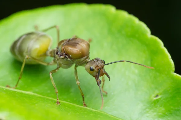 Большая самка муравья сидит на зелёном листе — стоковое фото