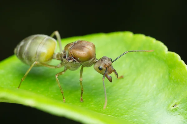 Big Female ant sitting on green leaf