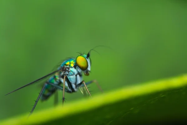 sineğin bir görüntüyü