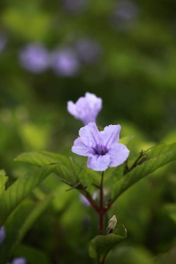 Mor trompet çiçeği ya da Ruellia tuberosa Meksika, Karayipler ve Güney Amerika 'dan gelen bir bitkidir.