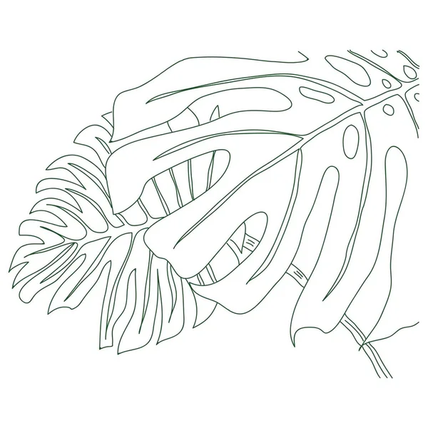 Beyaz arka planda izole edilmiş canavar yaprağının el çizimi. Taslak vektör