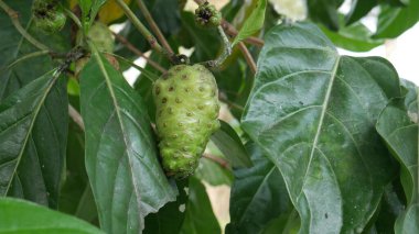 Yeşil yapraklı Noni meyveleri. Plaj hırsızlığı. Harika Morinda. Hint Mulbery 'si. Morinda citrifolia