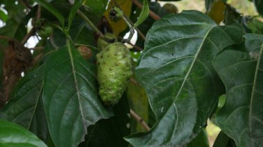 Yeşil yapraklı Noni meyveleri. Plaj hırsızlığı. Harika Morinda. Hint Mulbery 'si. Morinda citrifolia