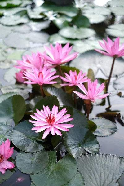 Όμορφα Ροζ Λουλούδια Λωτού Στη Λίμνη — Φωτογραφία Αρχείου