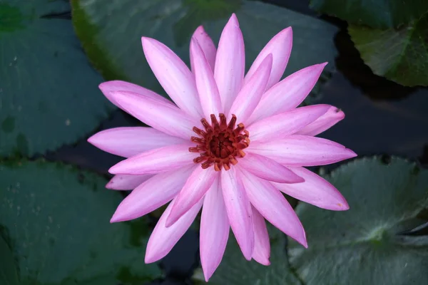 Belles Fleurs Lotus Rose Sur Étang — Photo