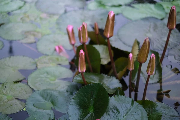 Belles Fleurs Lotus Rose Sur Étang — Photo