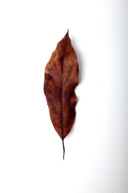 Telif alanı olan beyaz arkaplanda kuru yaprak yakın plan