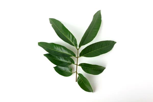 Φρέσκο Κλαδί Πράσινα Φύλλα Longan Που Απομονώνονται Λευκό Φόντο — Φωτογραφία Αρχείου