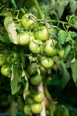 Bahçede ya da serada bir sürü yeşil domates var. Organik çiftçilik, kürkçüsüz ve minyatürsüz. Küçük çiftliklerdeki sebzeler. Tarım ve bahçıvanlık kavramı.