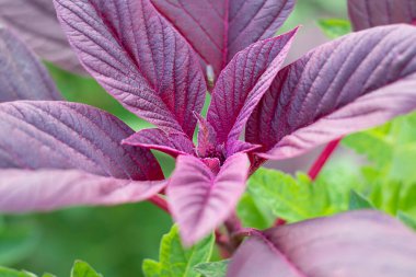 Iresine herbstii, Amaranthaceae familyasından bir bitki türü. Bazıları bu bitkiye Gizzard tavuğu diyor. Mor bitki. Seçici odak.