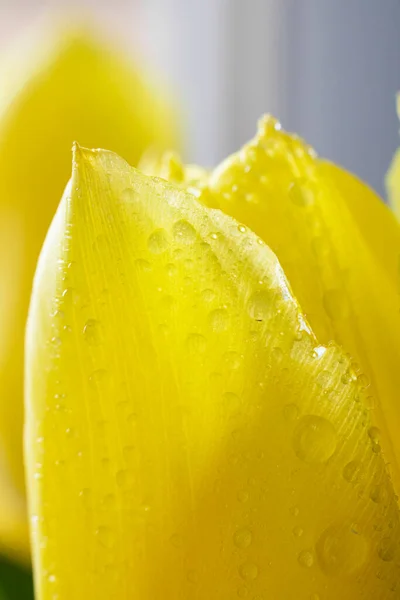 Primer plano de un tulipán amarillo fresco brillante en poco profundo. Ramo de tulipanes amarillos primaverales de cerca. — Foto de Stock