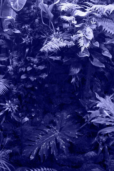 Tonad med Very Peri Caladium blöta palmblad och defocused tropisk mörk skog runt. Övergripande. — Stockfoto