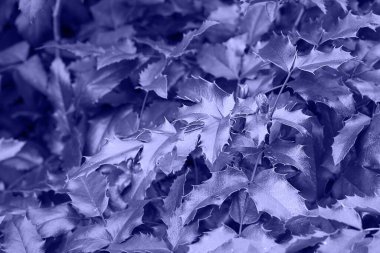 Çok Peri Holly böğürtlen yaprakları açık, Noel çiçekleri koyu renkli