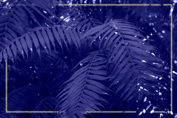 Toned with Very Peri color Leaves of palm tree in exotic tropical forest. Violet plants with neon shinig frame. Dark postcard or Wallpaper. — Fotografia de Stock