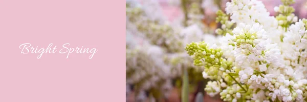 Bouquet White Blooming Lilac Right Part Long Horizontal Postcard Pink — Fotografia de Stock