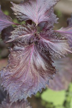 Close-up of variegated shiso perilla growing in garden. Deep purple leaves of healing herb which is used for medicine, cosmetology and cooking. Perilla frutescens.