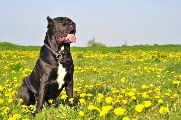 Cane corso italiano — Stock fotografie