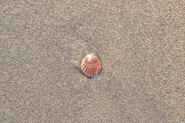 Beautiful Seashells Beach — Stock Photo, Image