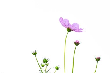 Mor kozmos çiçekleri beyaz zemin üzerine