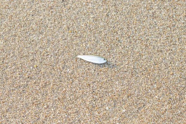 Маленькая Рыбка Лежит Мертвая Пляже — стоковое фото