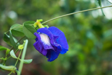 Bahçedeki güzel kelebek çiçekleri