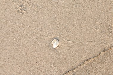 Sahilde güzel deniz kabukları