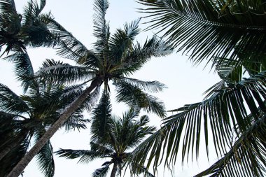 many coconut trees on white sky background