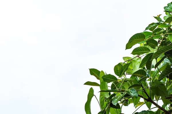 Leaves Dry Sick Because Excessive Heat — Stock Photo, Image