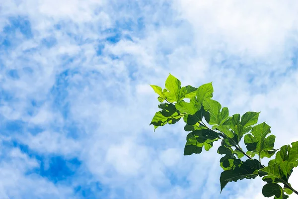 Bulutlu mavi gökyüzü arka planında yeşil dut yaprakları