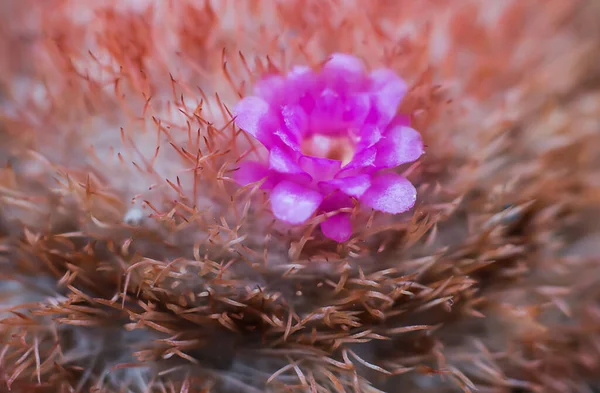 Słodkie Różowe Kwiaty Kaktusów Brutalnymi Cierniami Skoncentruj Się Kwiatach — Zdjęcie stockowe