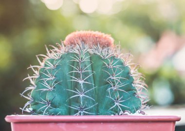 kahverengi tencerede Melocactus mantanzanus kopya alanı ile seçici odak