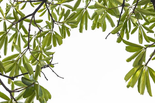 Groene Bladeren Een Witte Achtergrond — Stockfoto