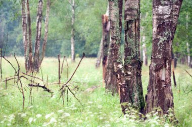 Yaz huş ağacı orman