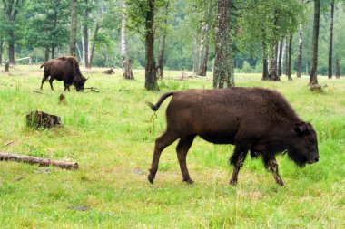 Yaz ormanında yaban öküzü