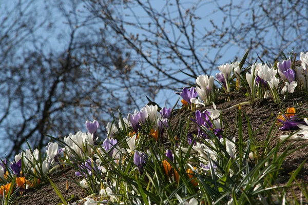 Crocuses blooming — Stock Photo, Image