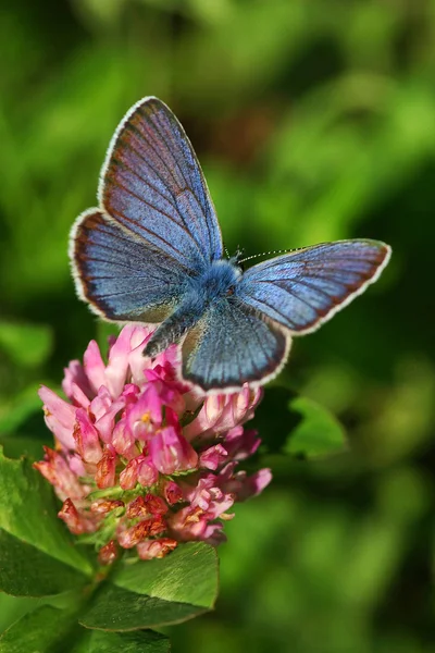 Modrý motýl na květu jetele Stock Snímky