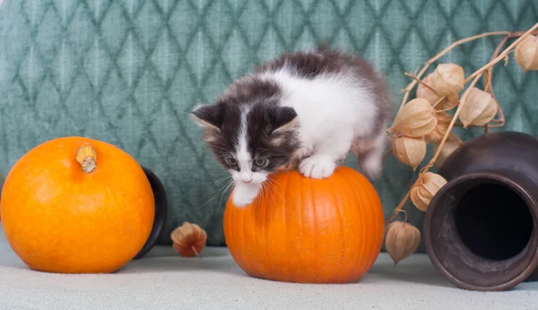 Little Halloween kitten with pumpkins — Stock Photo, Image