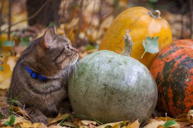 sonbahar Park turuncu gözlü büyük bir kedi