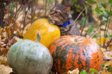 sonbahar Park turuncu gözlü büyük bir kedi