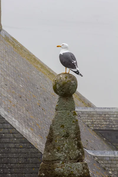 Seagull sitting on the ancient roof — Stock Photo, Image