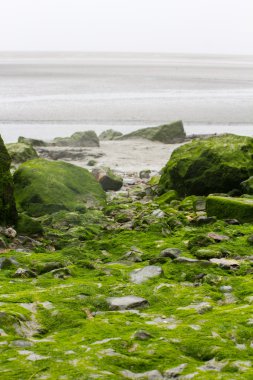 Yeşil su bitkileri ile kaplı taşlar