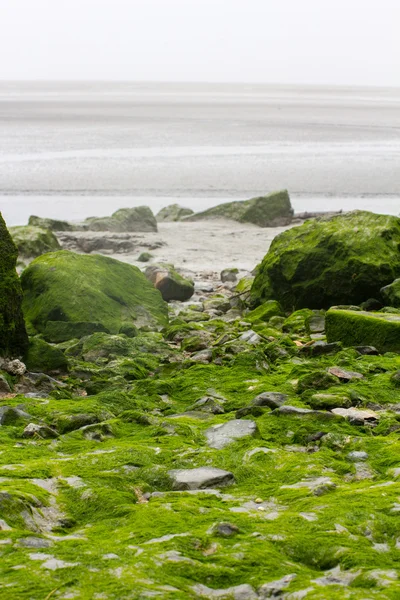 Piedras cubiertas con las plantas de agua verde —  Fotos de Stock